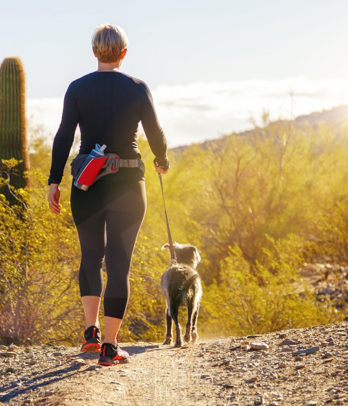 Person walking a dog on a desert trail at sunrise, surrounded by cacti and shrubs.