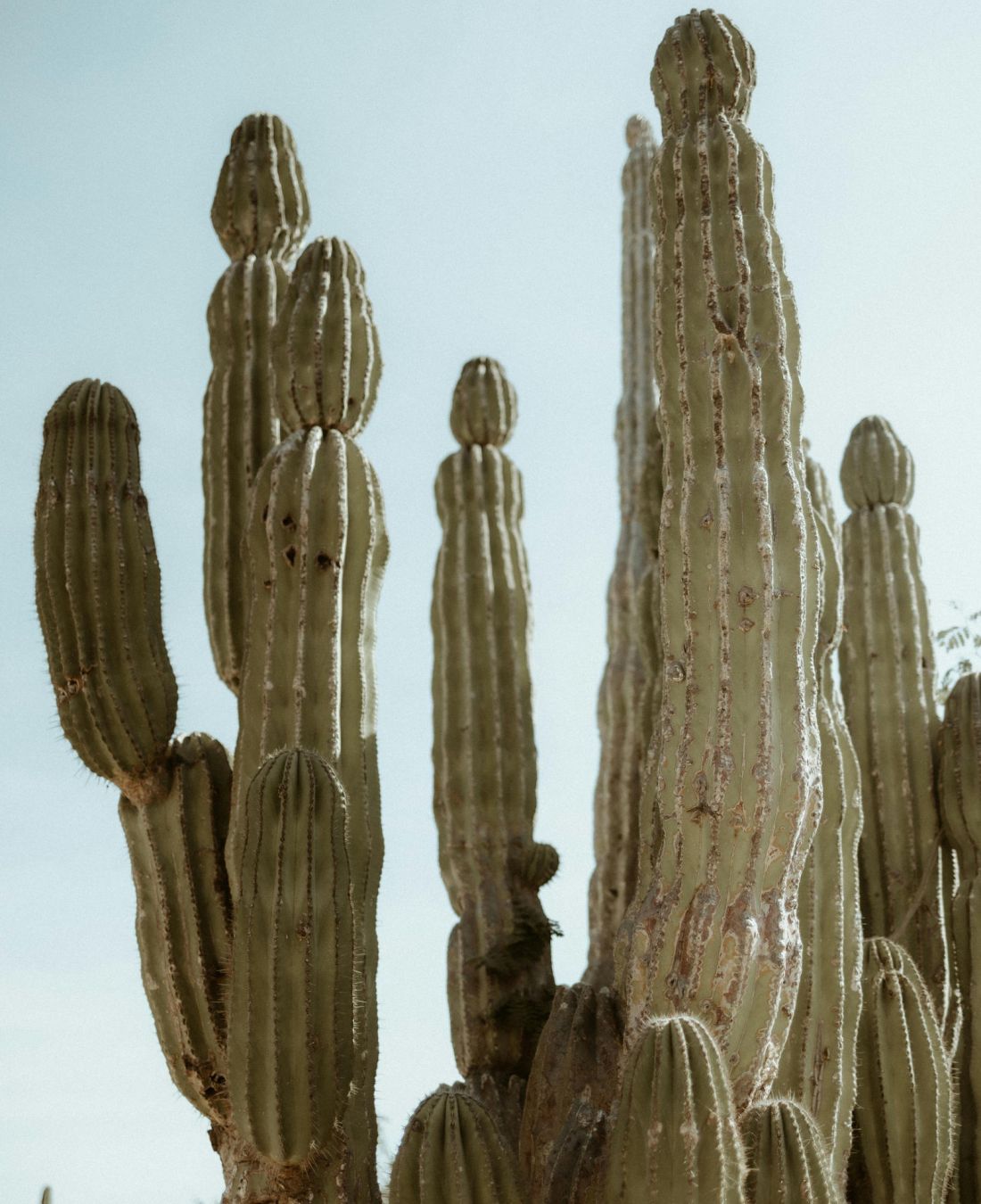 Tall green cacti with vertical ridges stand against a pale blue sky in bright daylight.