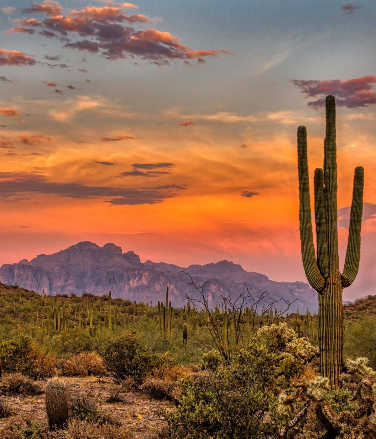 Desert landscape with tall cacti, shrubs, and mountains under a colorful orange and purple sunset sky.