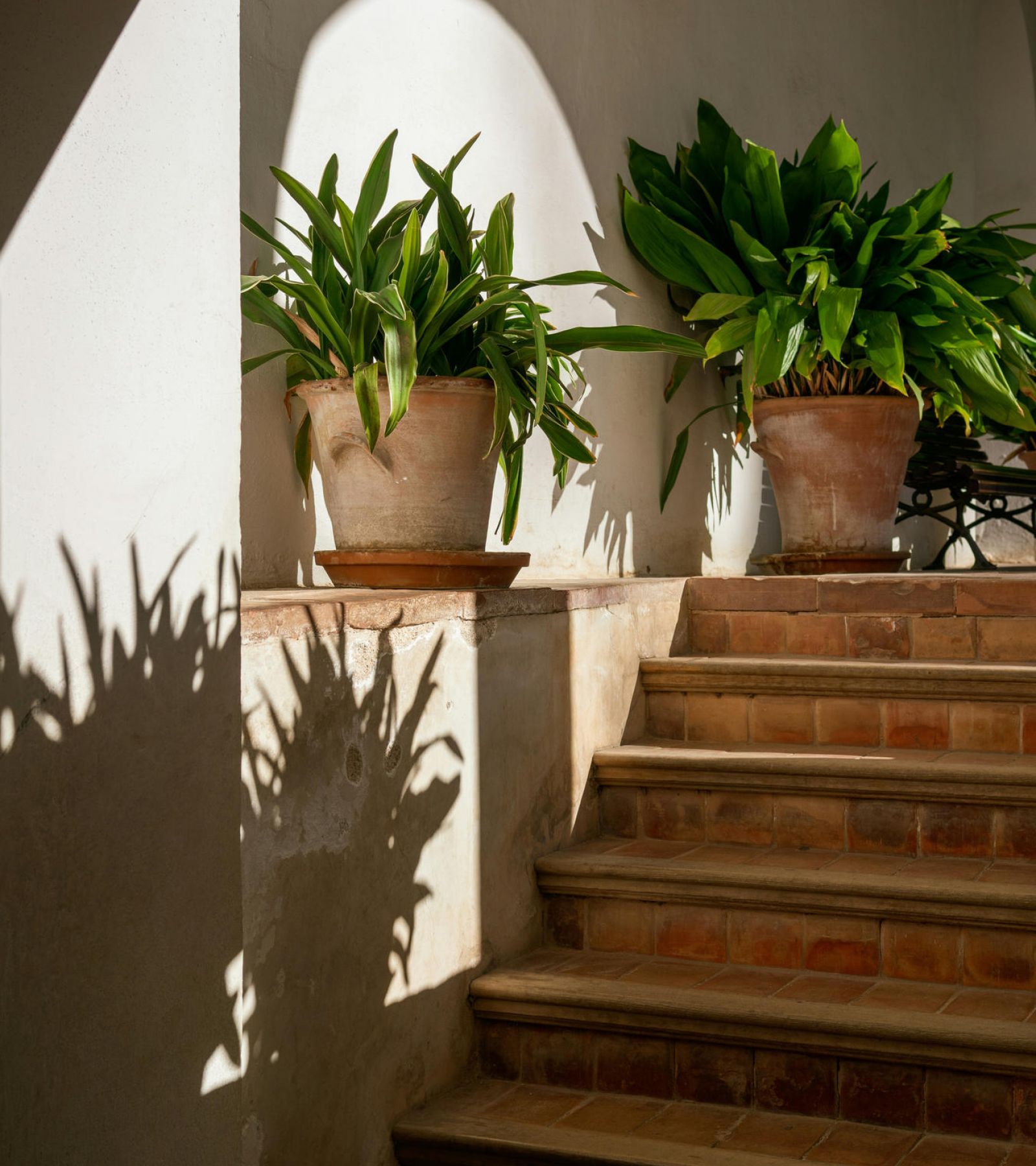 Potted plants on tiled steps with sunlight casting sharp leaf shadows on a white wall.