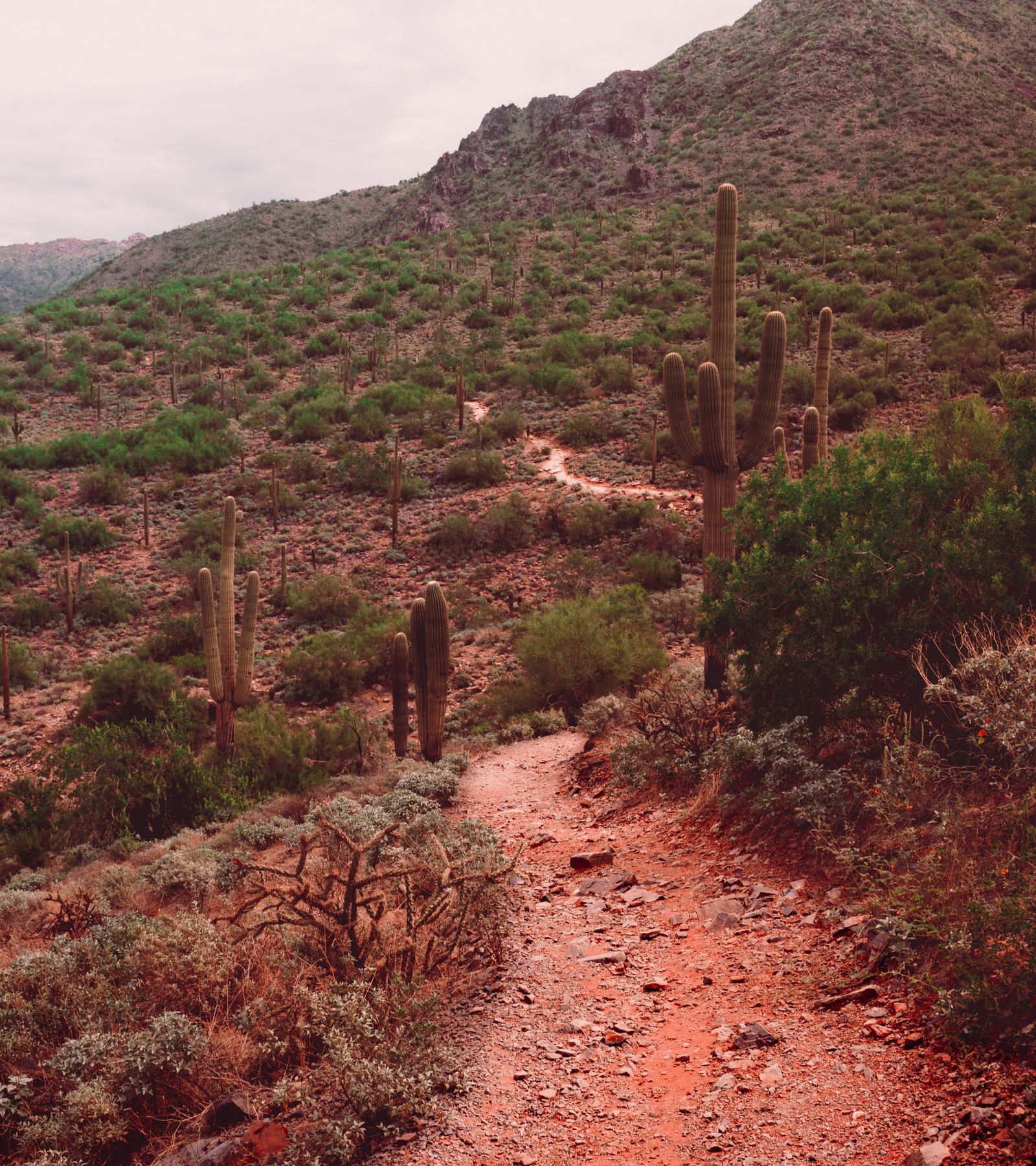 A rocky desert trail winds through cacti and hills under a cloudy sky.